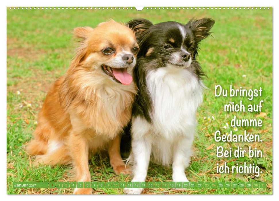 Chihuahua: Kleine Hunde, aber oho (CALVENDO Premium Wandkalender 2027)