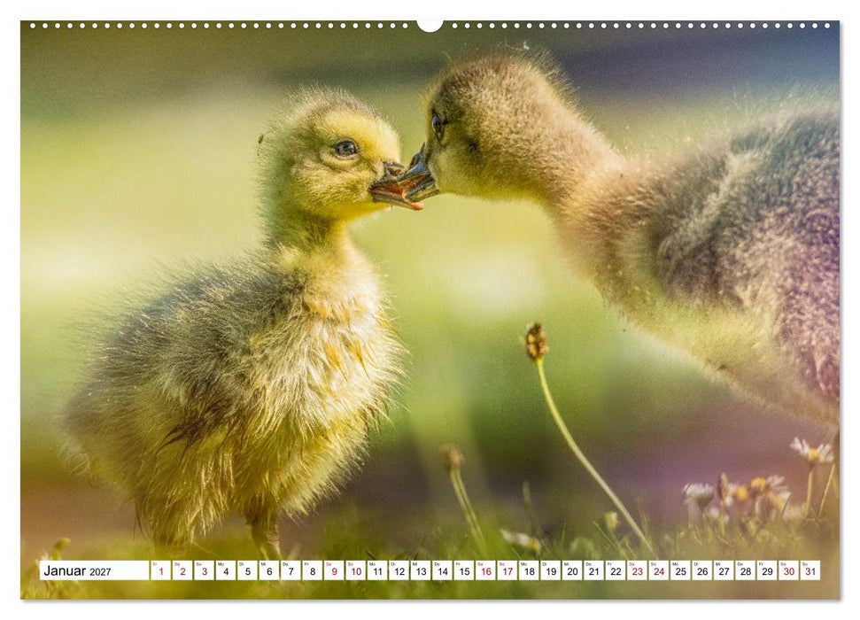 Flauschige Momente! Enten- und Gänseküken im Jahreslauf (CALVENDO Wandkalender 2027)