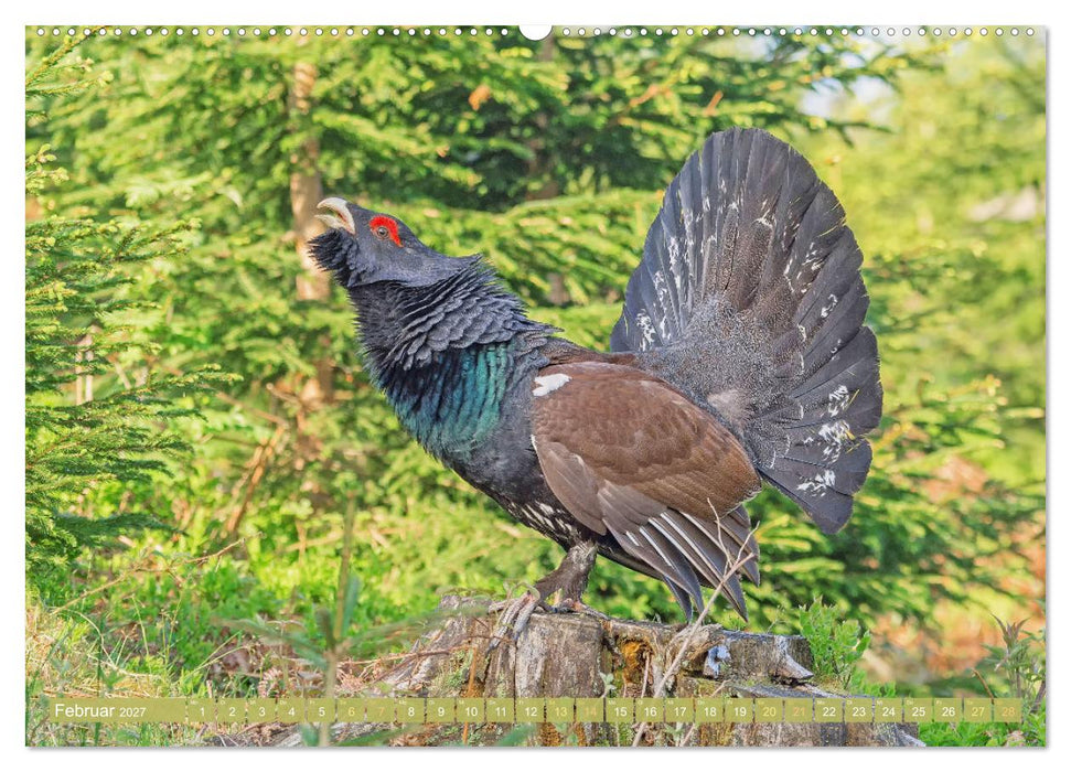 Wildtiere des Waldes: Hier wird der Mythos Wald lebendig (CALVENDO Premium Wandkalender 2027)