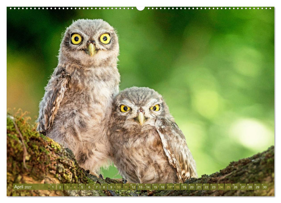 Wildtiere des Waldes: Hier wird der Mythos Wald lebendig (CALVENDO Premium Wandkalender 2027)