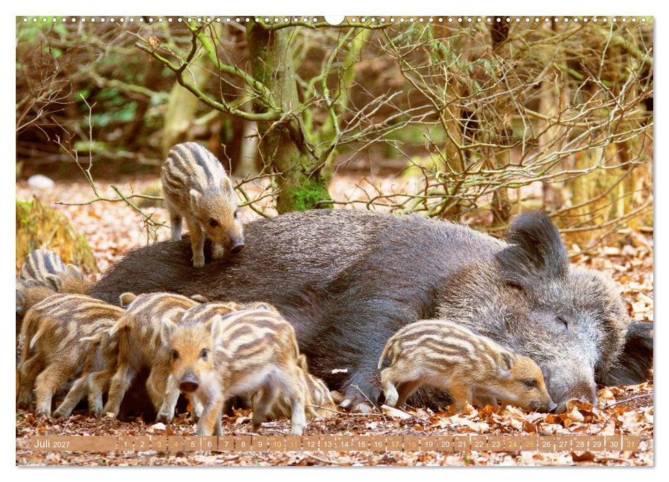 Wildtiere des Waldes: Hier wird der Mythos Wald lebendig (CALVENDO Premium Wandkalender 2027)