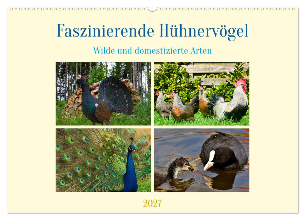 Faszinierende Hühnervögel (CALVENDO Wandkalender 2027)