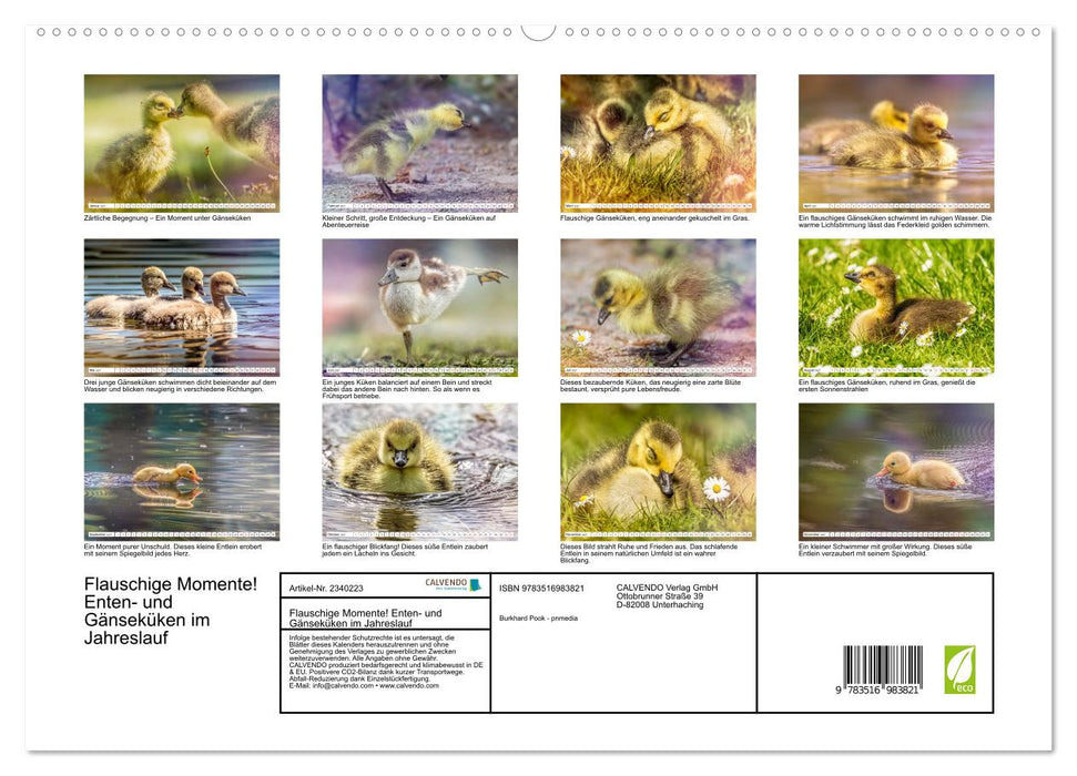 Flauschige Momente! Enten- und Gänseküken im Jahreslauf (CALVENDO Premium Wandkalender 2027)