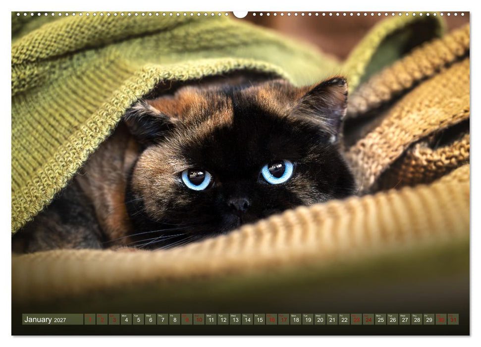 Rare British Shorthair cats (CALVENDO Monthly Calendar 2027)