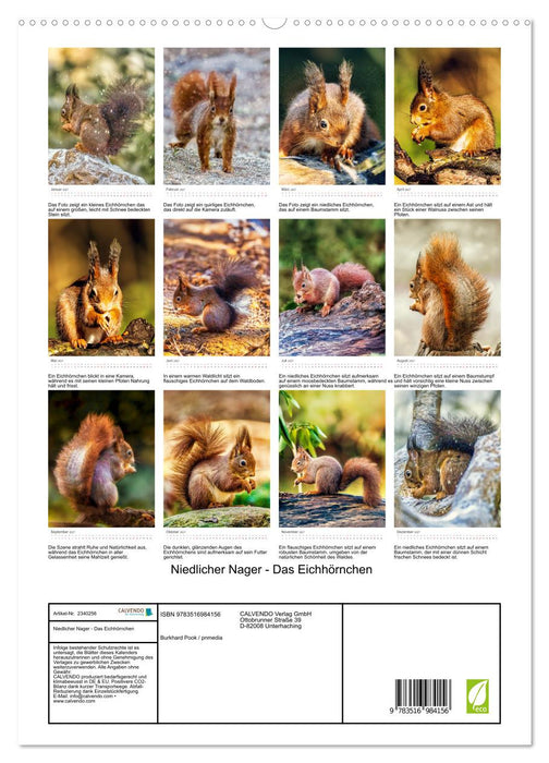 Niedlicher Nager - Das Eichhörnchen (CALVENDO Premium Wandkalender 2027)