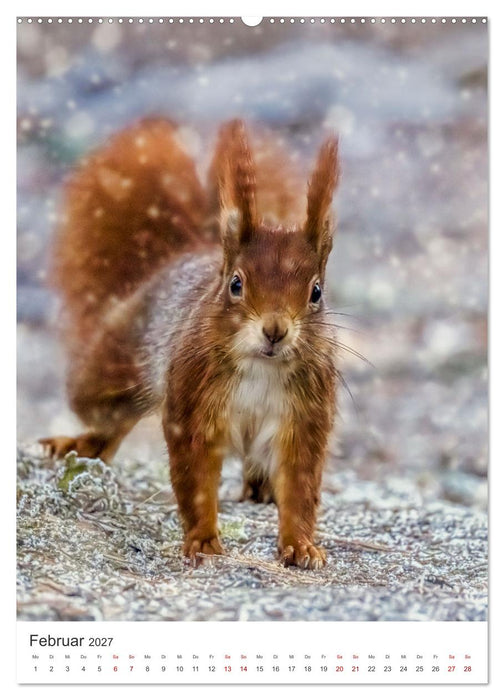 Niedlicher Nager - Das Eichhörnchen (CALVENDO Premium Wandkalender 2027)