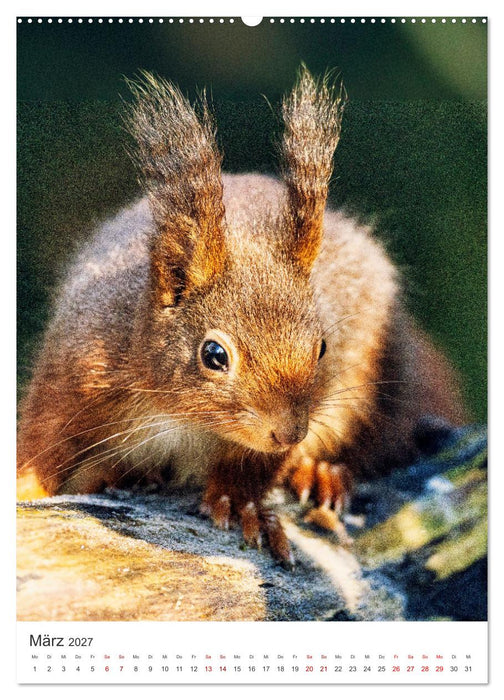 Niedlicher Nager - Das Eichhörnchen (CALVENDO Premium Wandkalender 2027)