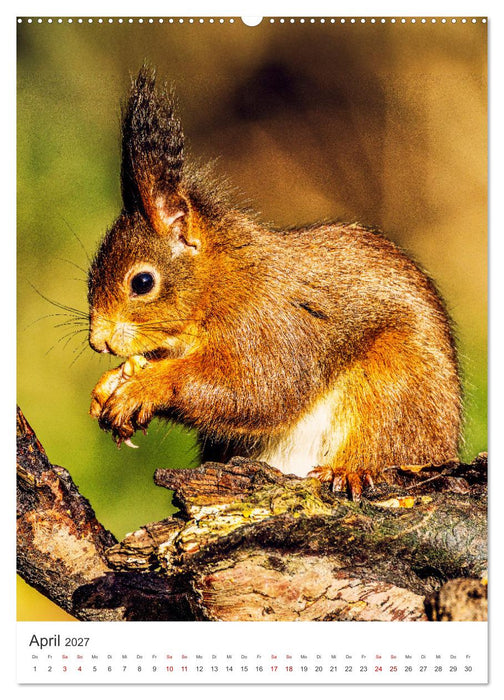 Niedlicher Nager - Das Eichhörnchen (CALVENDO Premium Wandkalender 2027)