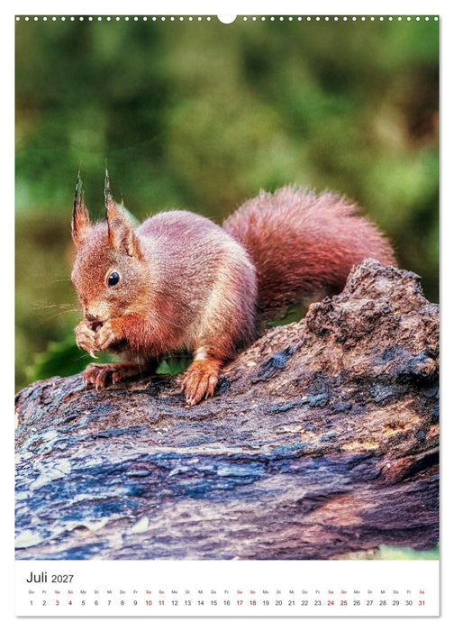 Niedlicher Nager - Das Eichhörnchen (CALVENDO Premium Wandkalender 2027)