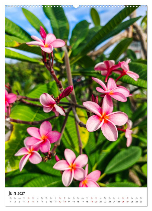 Guadeloupe - Un rêve caribéen (CALVENDO Calendrier supérieur 2027)