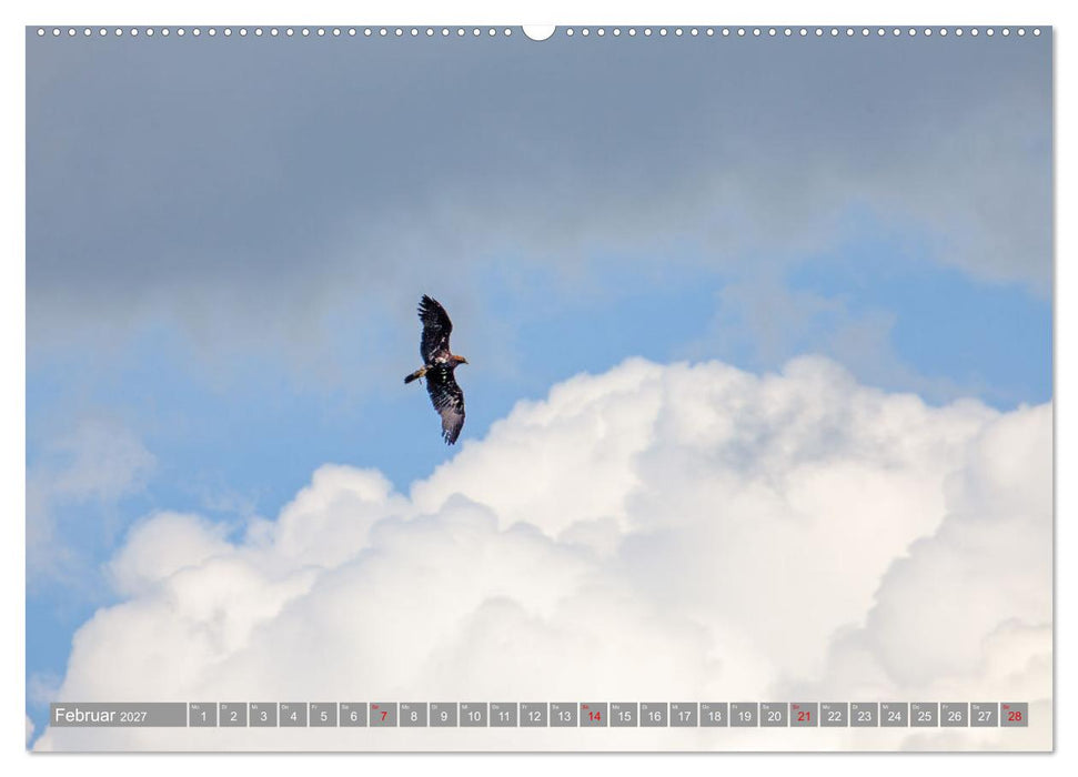 Wir sind die fliegenden Stars (CALVENDO Premium Wandkalender 2027)