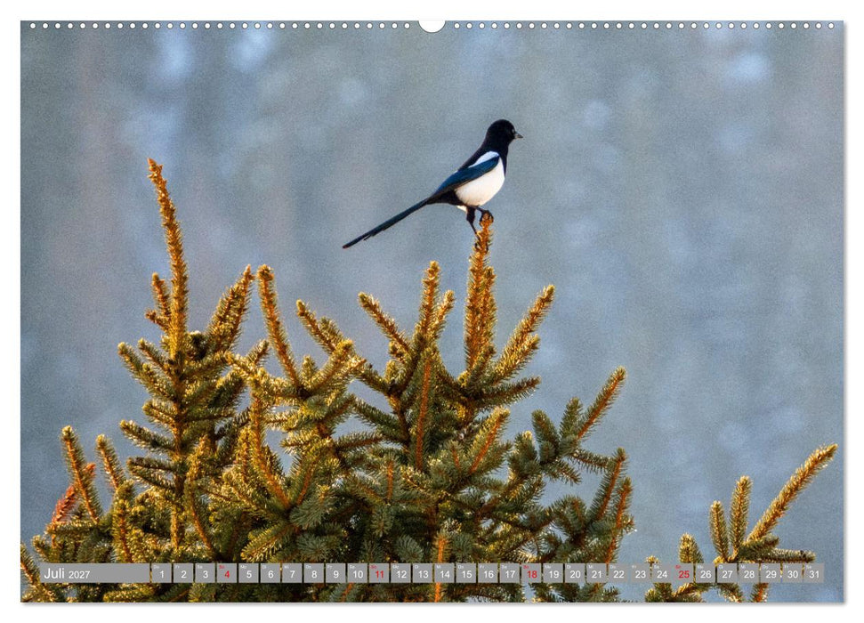 Wir sind die fliegenden Stars (CALVENDO Premium Wandkalender 2027)