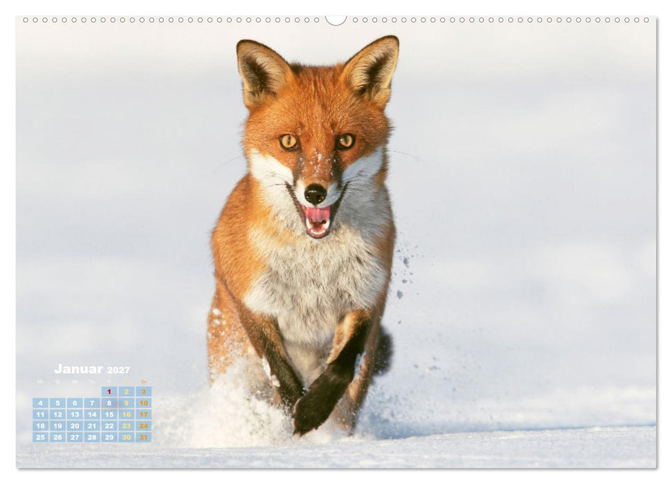 Der Fuchs: Kluger Jäger (CALVENDO Wandkalender 2027)