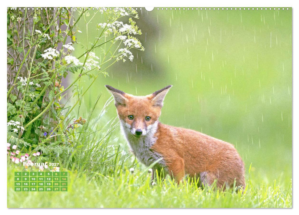 Der Fuchs: Kluger Jäger (CALVENDO Wandkalender 2027)