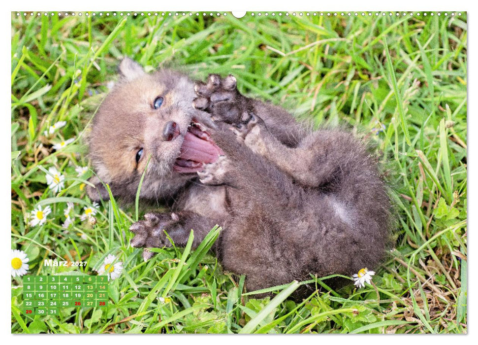 Der Fuchs: Kluger Jäger (CALVENDO Wandkalender 2027)