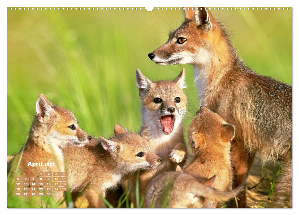 Der Fuchs: Kluger Jäger (CALVENDO Wandkalender 2027)
