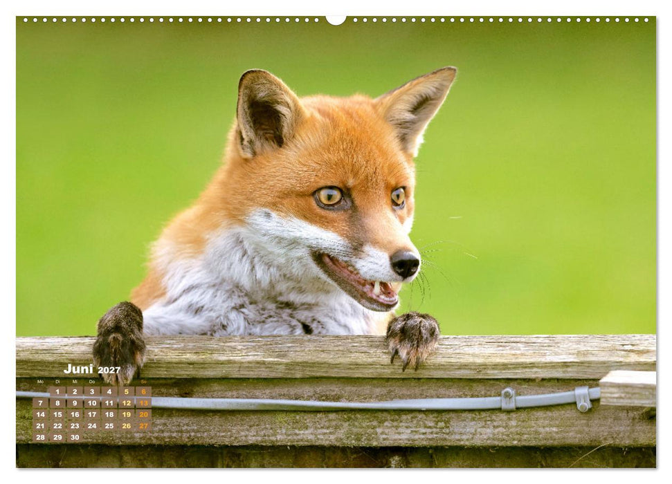 Der Fuchs: Kluger Jäger (CALVENDO Wandkalender 2027)
