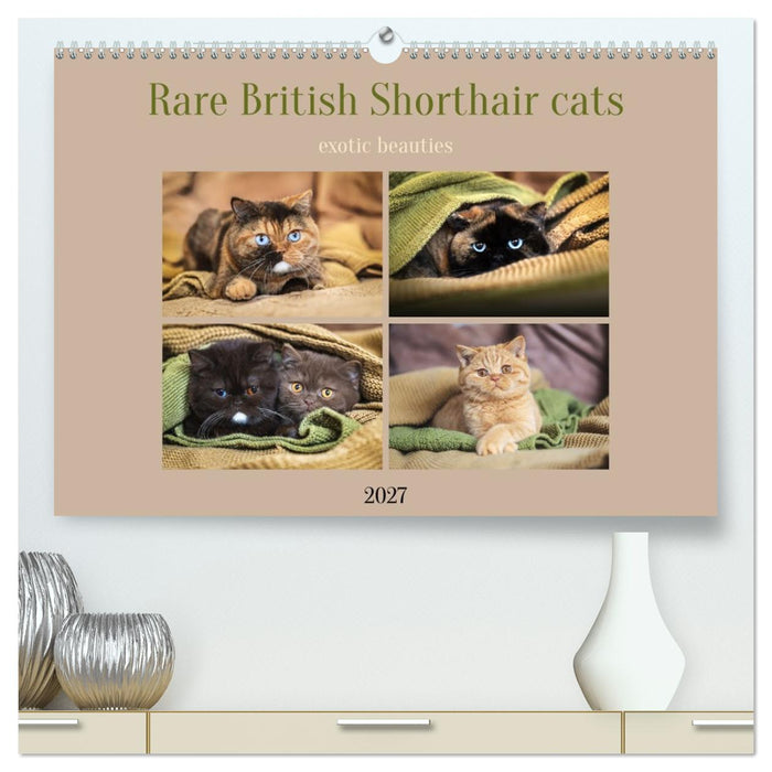 Rare British Shorthair cats (CALVENDO Premium-Calendar 2027)