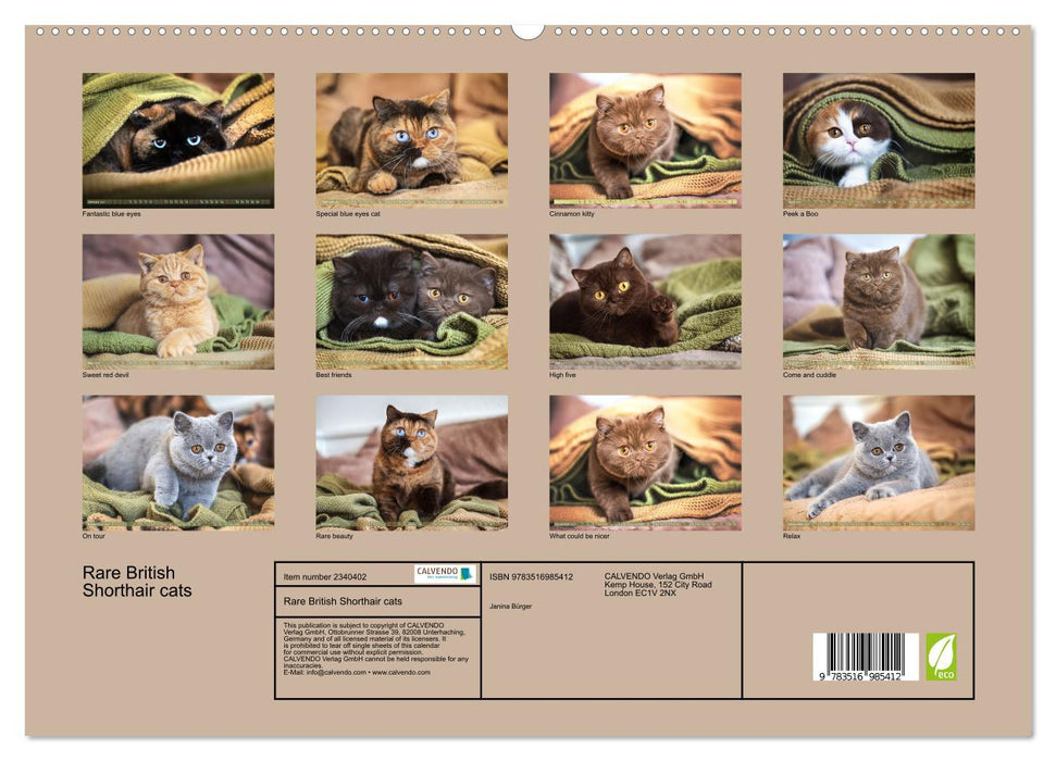 Rare British Shorthair cats (CALVENDO Premium-Calendar 2027)