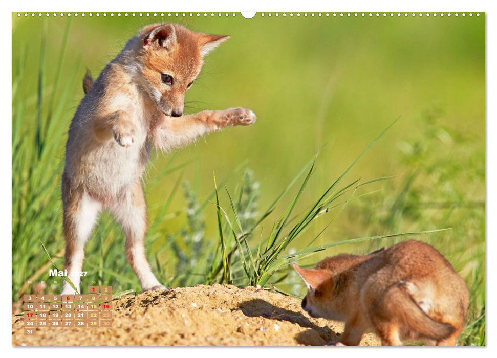 Der Fuchs: Kluger Jäger (CALVENDO Premium Wandkalender 2027)