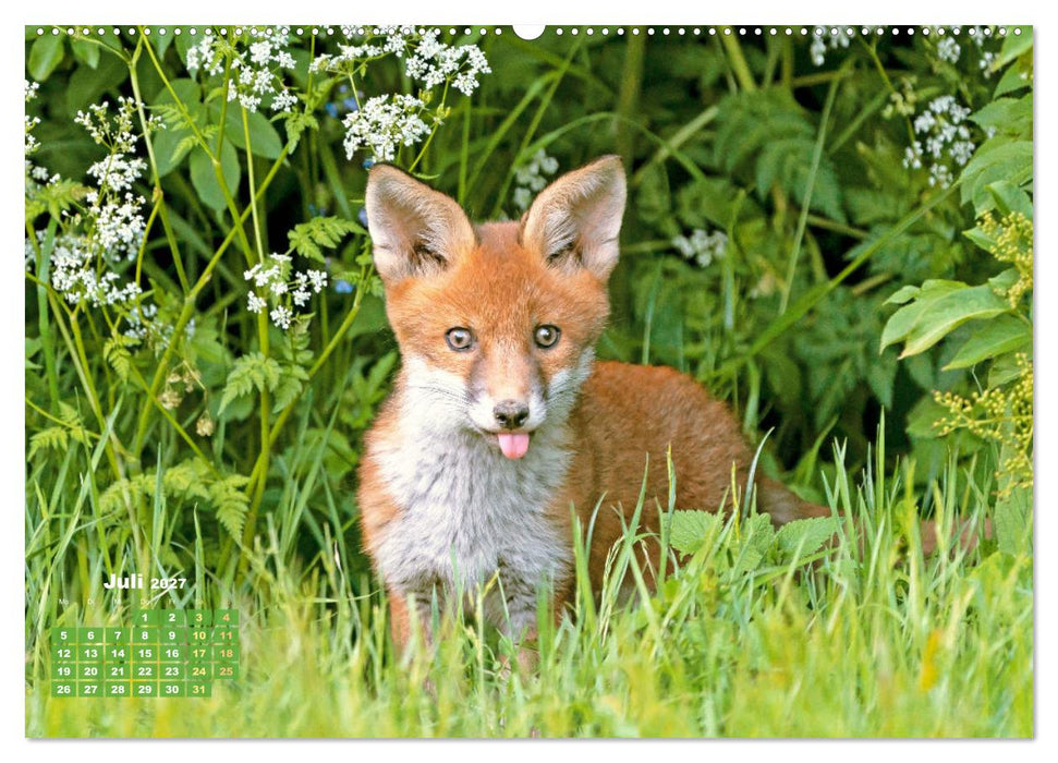 Der Fuchs: Kluger Jäger (CALVENDO Premium Wandkalender 2027)