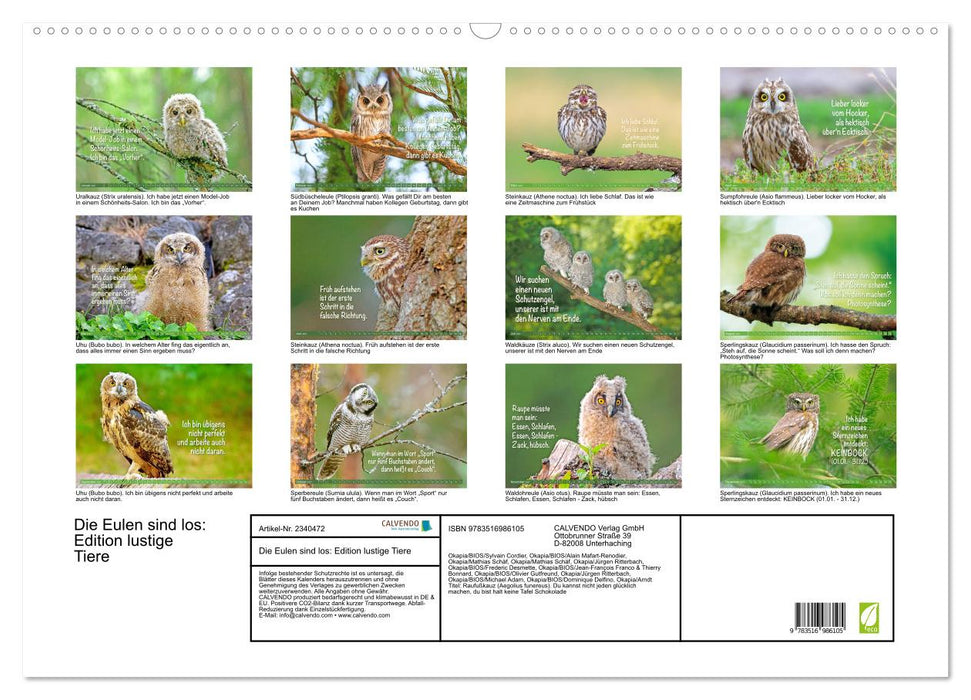 Die Eulen sind los: Edition lustige Tiere (CALVENDO Wandkalender 2027)