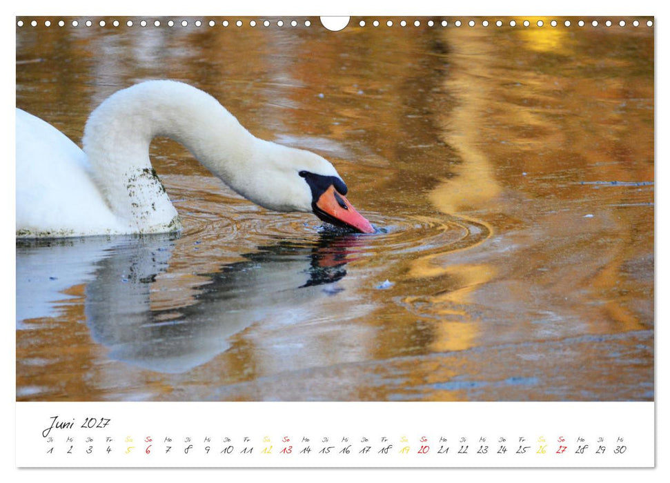 Schwäne, Liebe für die Ewigkeit (CALVENDO Wandkalender 2027)