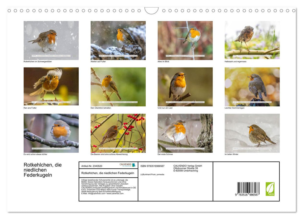 Rotkehlchen, die niedlichen Federkugeln (CALVENDO Wandkalender 2027)