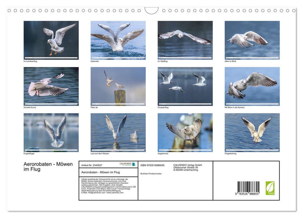 Aerorobaten - Möwen im Flug (CALVENDO Wandkalender 2027)