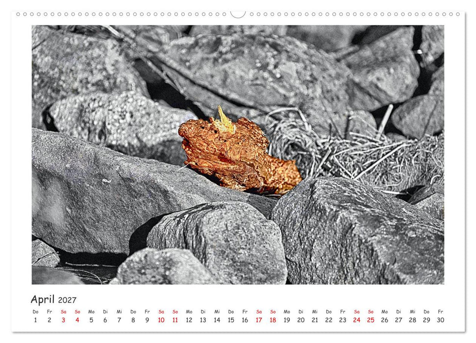 Gestrandet -Treibgut- (CALVENDO Premium Wandkalender 2027)