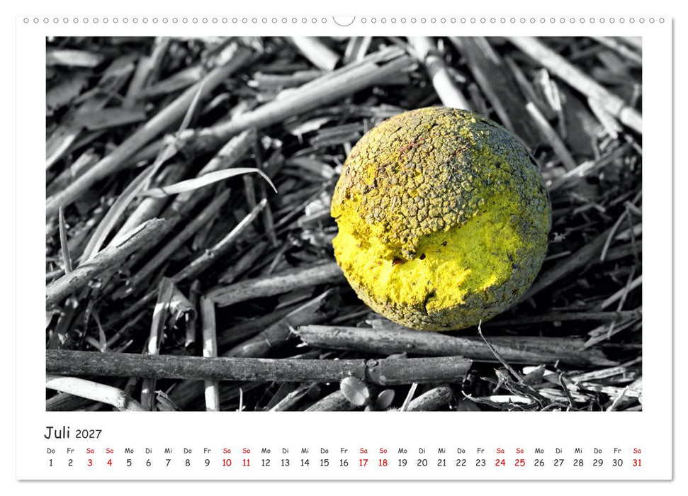 Gestrandet -Treibgut- (CALVENDO Premium Wandkalender 2027)