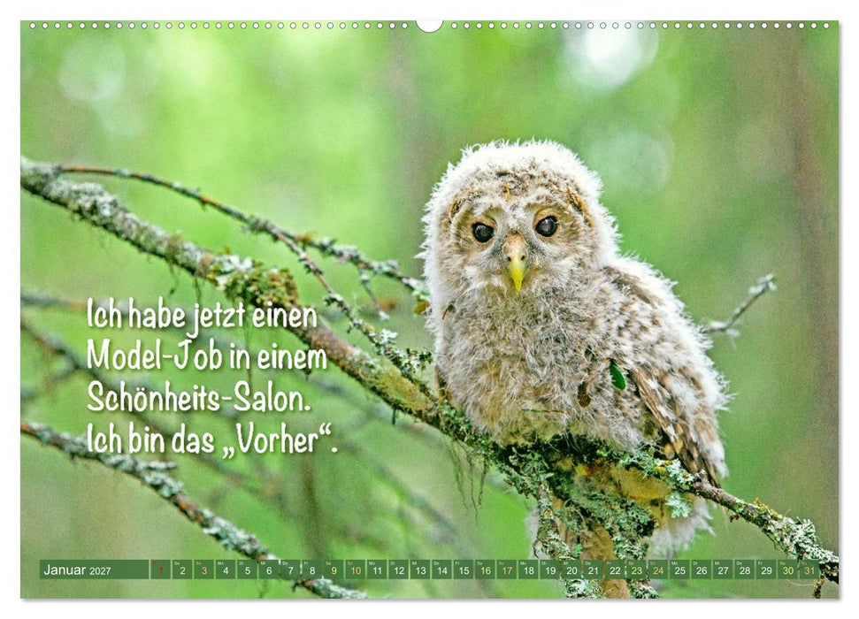 Die Eulen sind los: Edition lustige Tiere (CALVENDO Premium Wandkalender 2027)