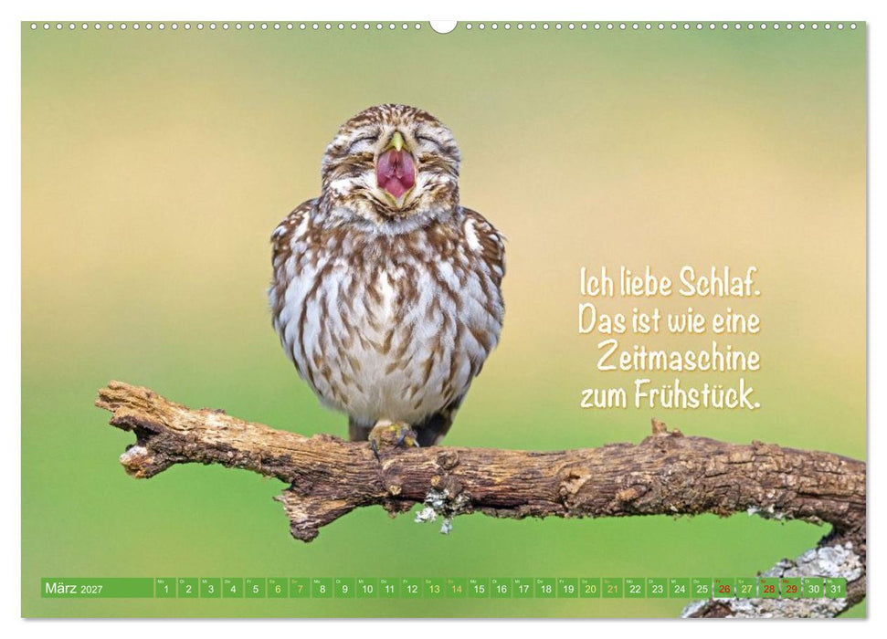 Die Eulen sind los: Edition lustige Tiere (CALVENDO Premium Wandkalender 2027)