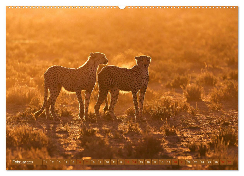 Afrikas Tierwelt - Geparde (CALVENDO Wandkalender 2027)