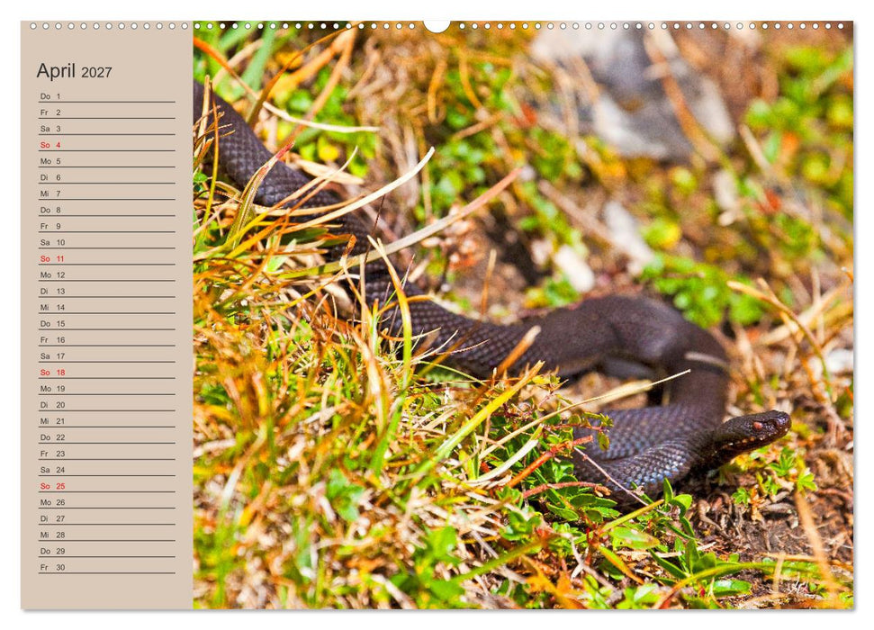 Wir sind die Stars im Wald (CALVENDO Premium Wandkalender 2027)
