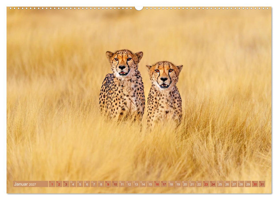 Afrikas Tierwelt - Geparde (CALVENDO Premium Wandkalender 2027)