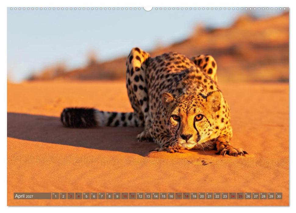 Afrikas Tierwelt - Geparde (CALVENDO Premium Wandkalender 2027)