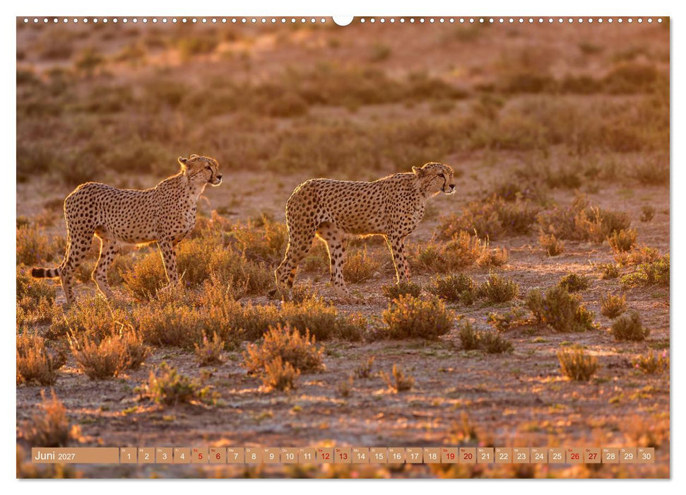 Afrikas Tierwelt - Geparde (CALVENDO Premium Wandkalender 2027)