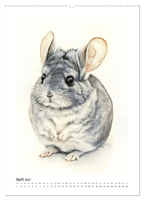 Chinchilla Parade (CALVENDO Monthly Calendar 2027)