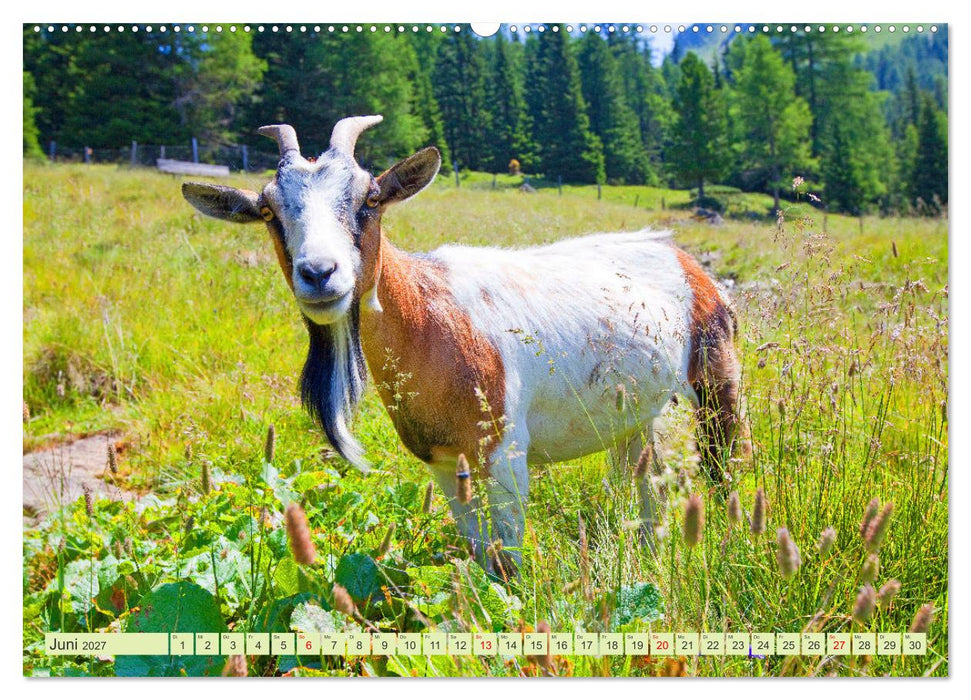 Wir sind die Stars auf der Alm (CALVENDO Wandkalender 2027)