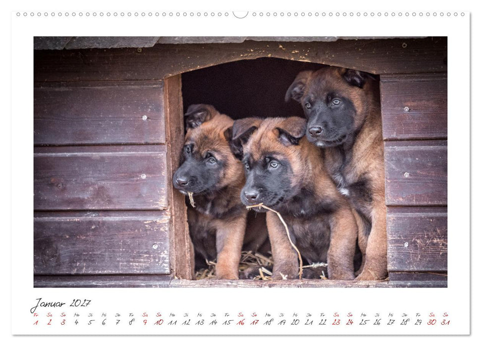 Traumhund Malinois (CALVENDO Premium Wandkalender 2027)