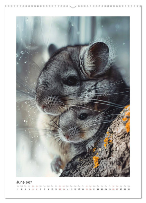 Chinchilla Parade (CALVENDO Premium-Calendar 2027)