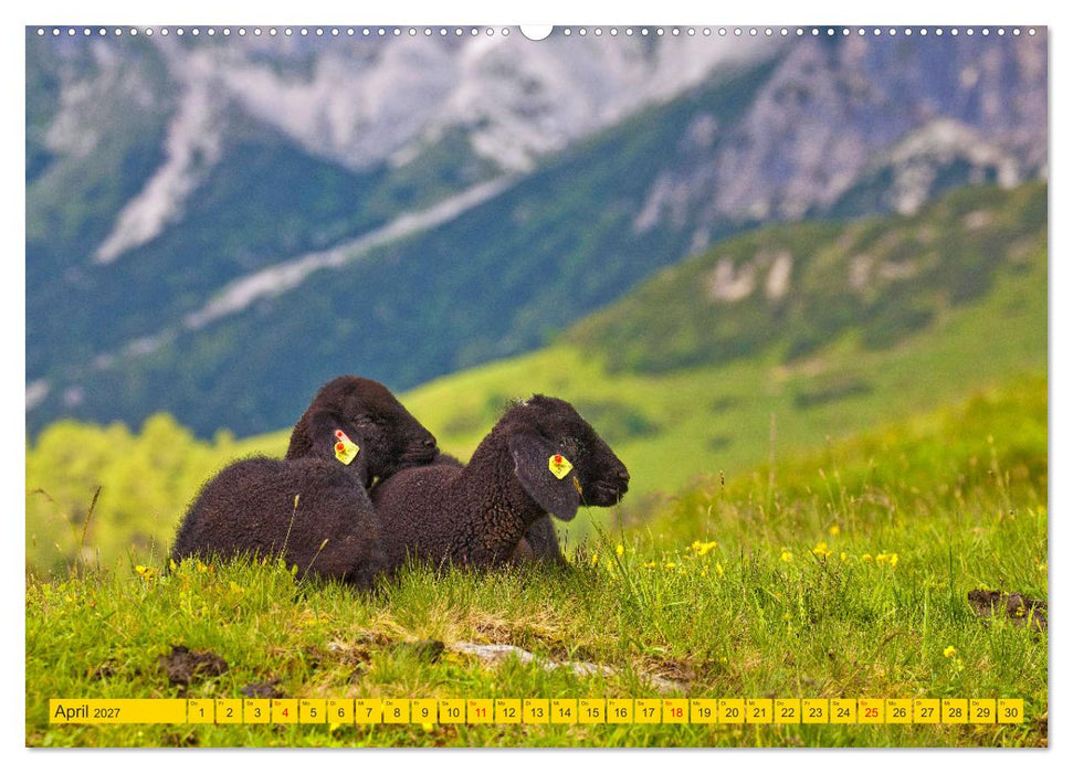 Wir sind die Stars auf der Alm (CALVENDO Premium Wandkalender 2027)