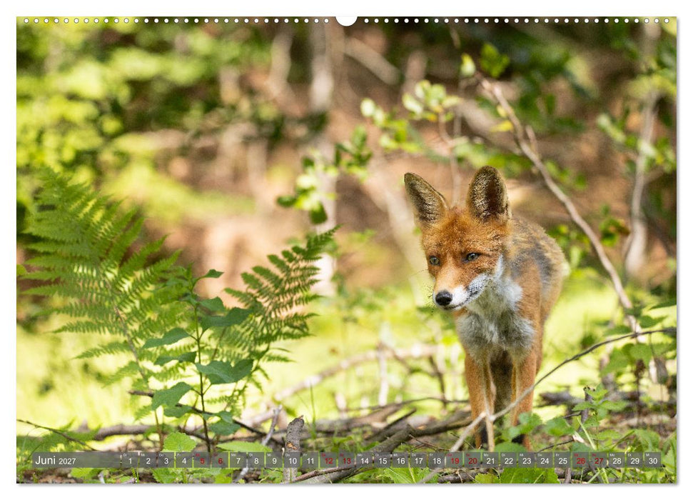 Naturerlebnis Rumänien - Auf den Spuren der Bären und Mythen (CALVENDO Premium Wandkalender 2027)