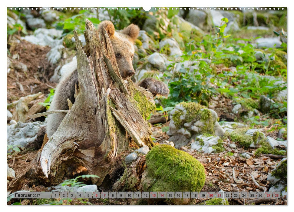 Krafttier Bär (CALVENDO Wandkalender 2027)