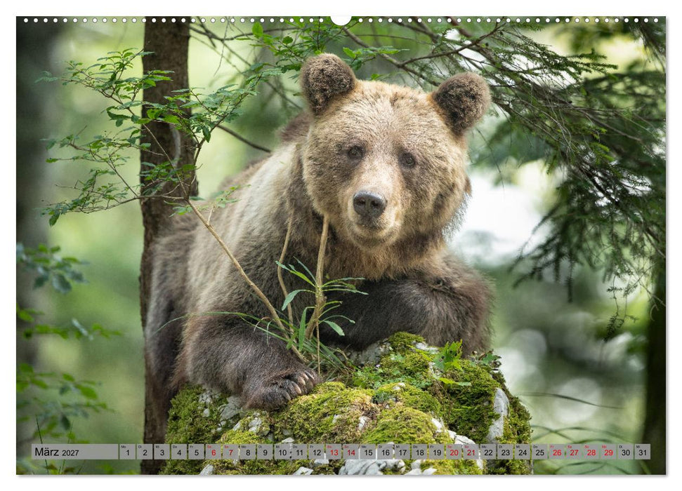 Krafttier Bär (CALVENDO Premium Wandkalender 2027)