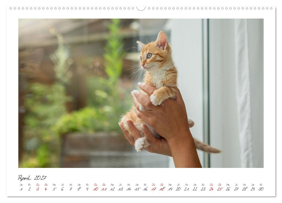 Zauberhafte rote Kätzchen (CALVENDO Wandkalender 2027)