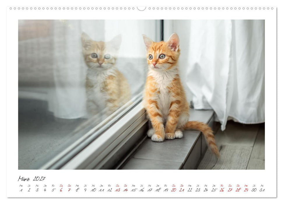 Zauberhafte rote Kätzchen (CALVENDO Premium Wandkalender 2027)