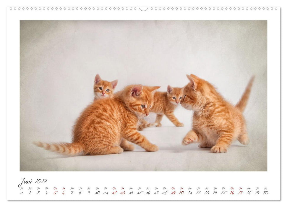 Zauberhafte rote Kätzchen (CALVENDO Premium Wandkalender 2027)