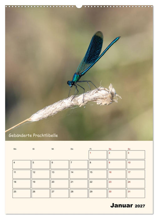 Libellen - Flugkünstler in Bayern (CALVENDO Wandkalender 2027)